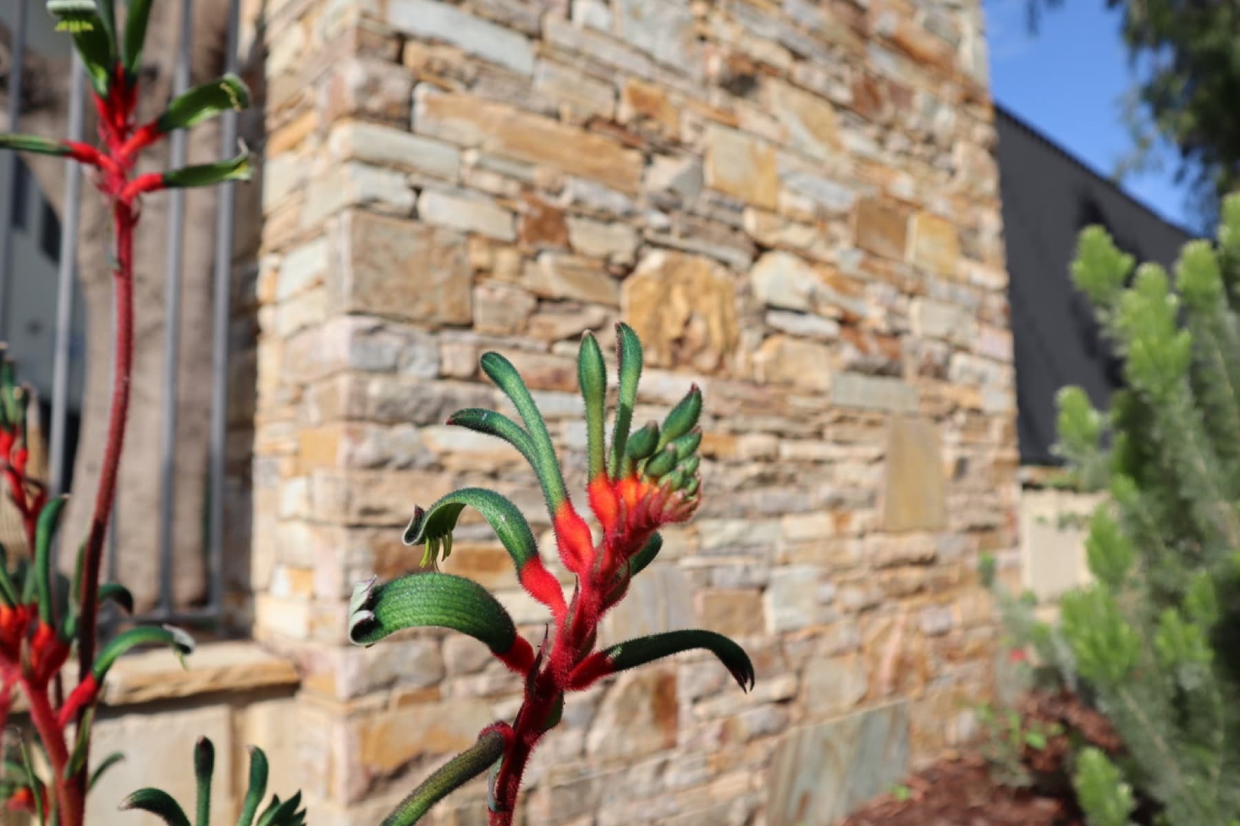 Toodyay Stone, feature image
